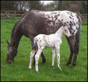 Blacklaw Vogue Knabstrupper mare and foal